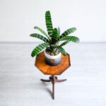 ورزیا زبرا کوچک برگ های جذاب زیبایی دارد.