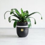 گیاه آپارتمانی ورزیا زبرا با گلدان مشکی