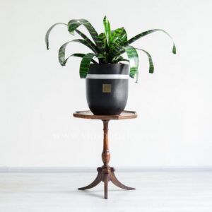 گلدان آپارتمانی ورزیا زبرا