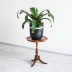 گیاه آپارتمانی ورزیا زبرا