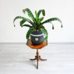 ورزیا زبرا برای نگهداری در منزل مناسب است.