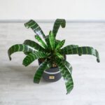 ورزیا زبرا دارای برگ های شگفت انگیز است.