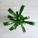 گلدان آپارتمانی ورزیا زبرا - Image 6