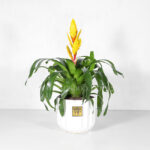 گیاه ورزیا- گلفروشی آنلاین VIP Shop