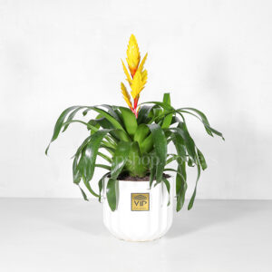 گیاه ورزیا- گلفروشی آنلاین VIP Shop