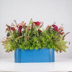 گل یلدای Y12 - 24