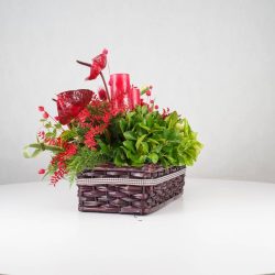گل یلدای Y13 - 17