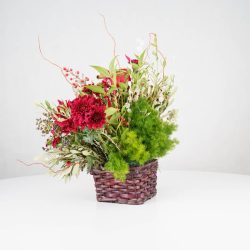 گل یلدای Y09 - 16