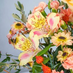 گل یلدای Y16 - 42