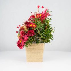 گل یلدای Y02 - 7