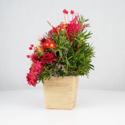 گل یلدای Y02 - 8