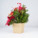 گل یلدای Y02 - Image 10