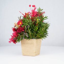 گل یلدای Y02 - 10