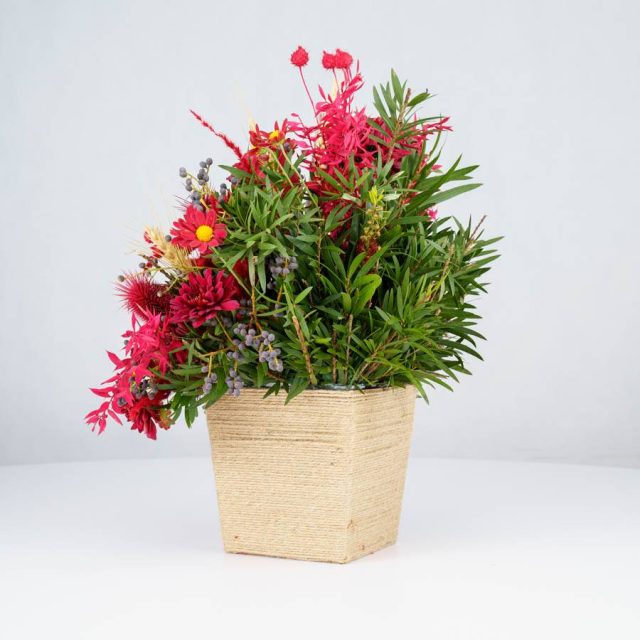 گل یلدای Y02 - 10