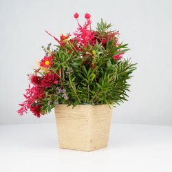 گل یلدای Y02 - 11