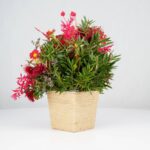 گل یلدای Y02 - Image 12