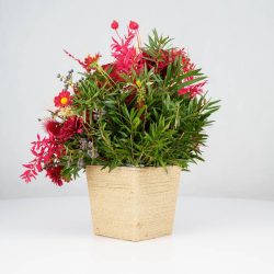 گل یلدای Y02 - 12