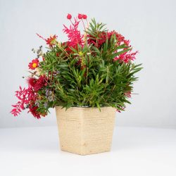 گل یلدای Y02 - 13