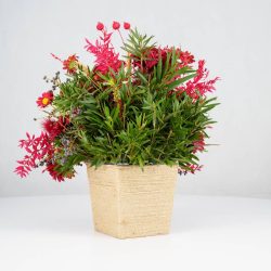 گل یلدای Y02 - 14