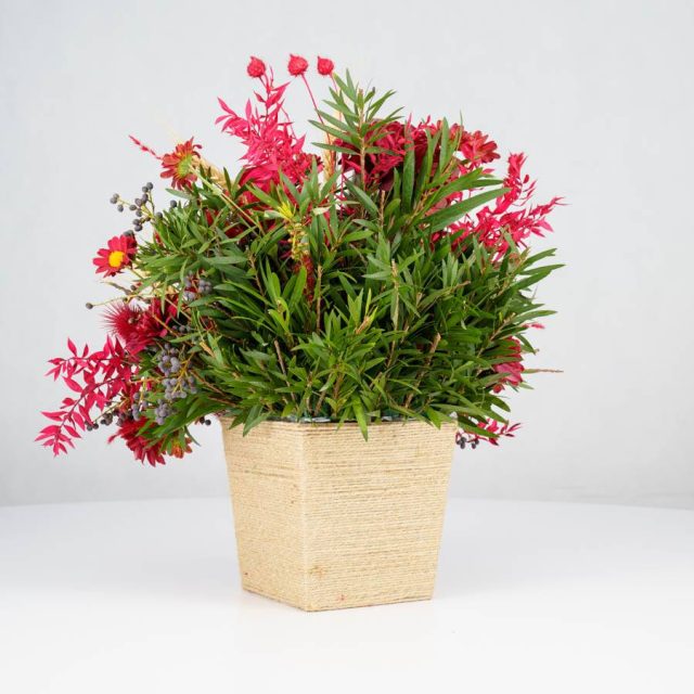 گل یلدای Y02 - 14
