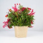 گل یلدای Y02 - Image 15