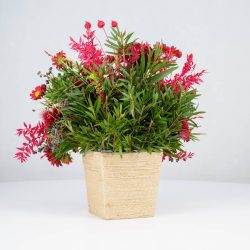 گل یلدای Y02 - 15