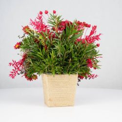 گل یلدای Y02 - 16