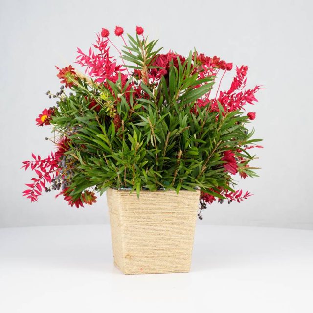 گل یلدای Y02 - 16
