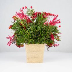 گل یلدای Y02 - 17