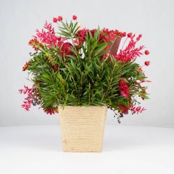 گل یلدای Y02 - 18
