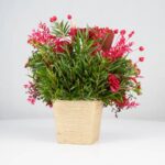 گل یلدای Y02 - Image 19