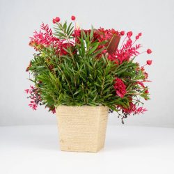 گل یلدای Y02 - 19