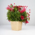 گل یلدای Y02 - Image 21