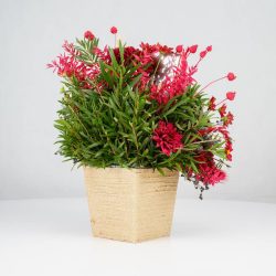 گل یلدای Y02 - 22