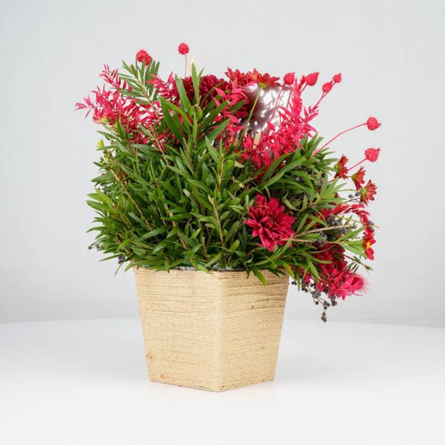 گل یلدای Y02 - 22
