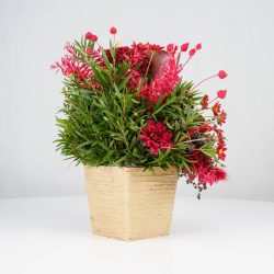 گل یلدای Y02 - 23