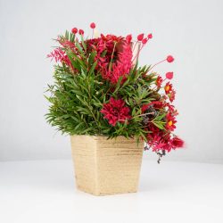 گل یلدای Y02 - 24