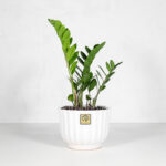 گیاه زاموفیلیا برای کادو روز مهندس