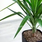 یوکا بدون ساقه کم جا است.