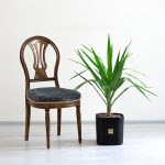 یوکا بدون ساقه برای مکان های مختلف مناسب است.
