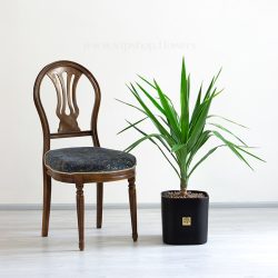 یوکا بدون ساقه برای مکان های مختلف مناسب است.