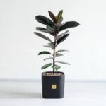 گیاه آپارتمانی فیکوس الاستیکا بلک- گلفروشی آنلاین VIP Shop