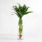 گلدان آپارتمانی بامبو پیچی - گلفروشی آنلاین VIP Shop