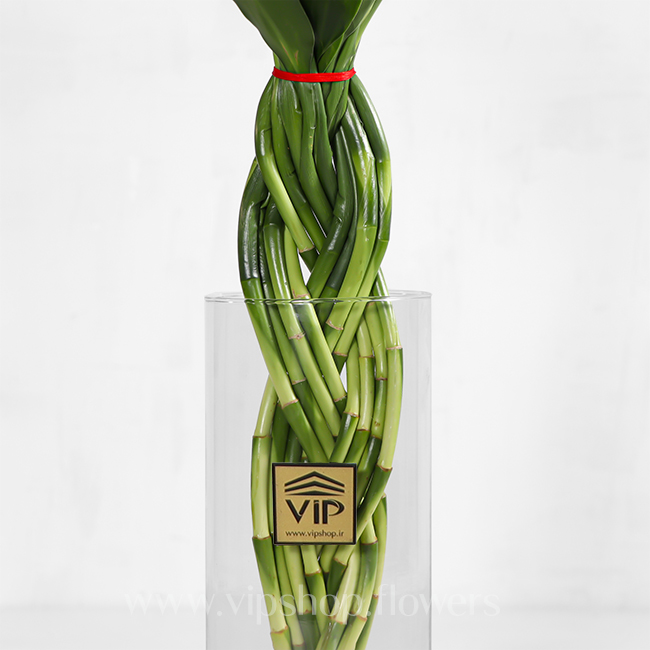 گلدان آپارتمانی بامبو پیچی - گلفروشی آنلاین VIP Shop