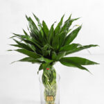 بامبو با خوش شانسی و جذب انرژی های مثبت، زندگی شما را شاداب خواهد کرد