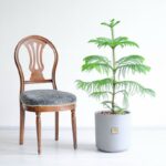 ابعاد کاج مطبق متوسط مناسب برای نگهداری در منزل است.