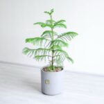 کاج مطبق متوسط با گلدان زیبا دکوراسیون منزل شما را زیباتر می کند.