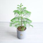 برگ های کاج مطبق بسیار شیک و زیبا است.