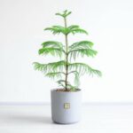 کاج مطبق با اندازه متوسط