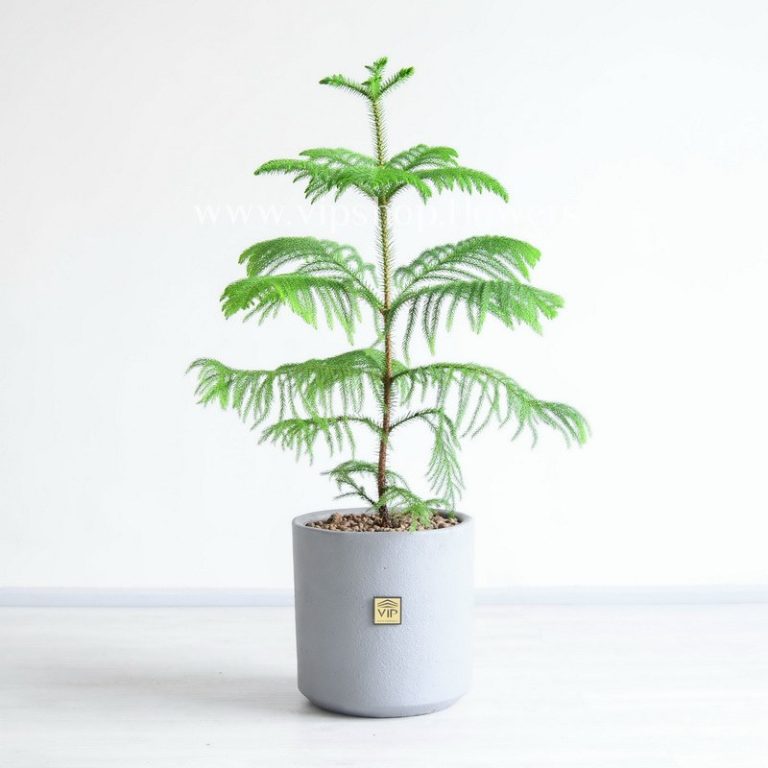 کاج مطبق با اندازه متوسط